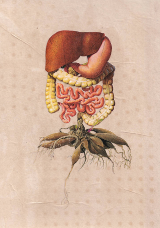 microbiota ciclo menstrual hierbas liliana ruiz healy medicamentos comunes como afectan tu salud